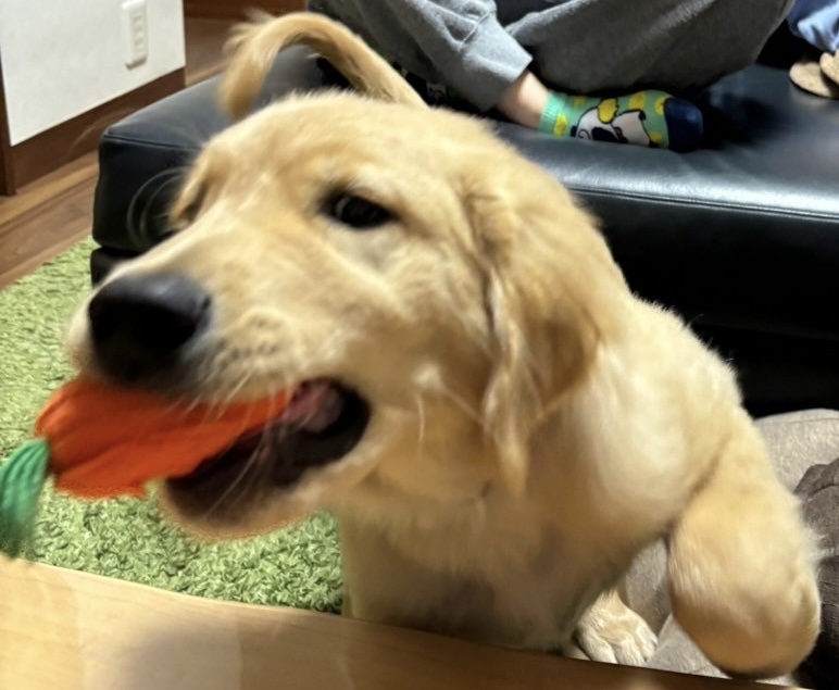 中古住宅を購入して　～ワンコのいる暮らし🐕③～